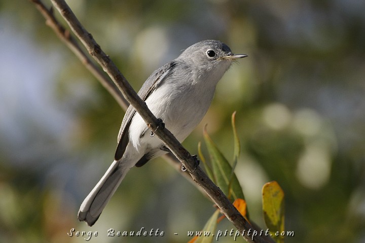 2009-01-04 16-31-26__MG_9968.JPG